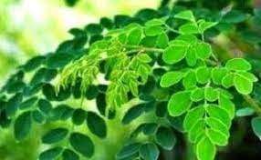 Daun kelor kering dapat dijadikan teh dengan menyeduhnya bersama air panas. Cara Memasak Daun Kelor Yang Benar Daun Kelor Penangkal Ilmu Hitam Cara Mengolah Daun Kelor Untuk Diabetes Cara Mengolah Daun Kelor Unt Dengan Gambar Daun Tanaman Obat Kelor