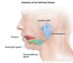 About Salivary Gland Cancer University Hospitals