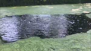 Diy pond aeration improve your pond water quality plus big max vs hiblow aerators. Pond Aeration With The Hiblow Air Pump Youtube