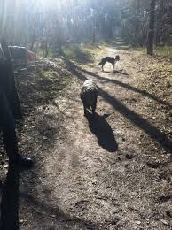 Maybe you would like to learn more about one of these? Leemkule Hattem Bordercollieluna