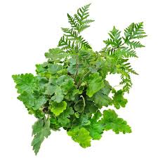 Image result for Doryopteris
