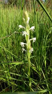Image result for Satyrium buchananii