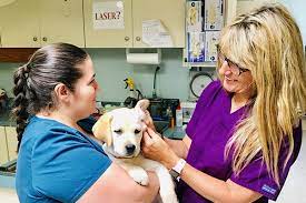 Academy pet hospital solana beach. Veterinarian In Solana Beach Ca 92075 Academy Animal Hospital