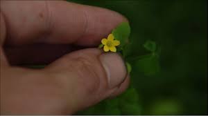 Once you learn to spot the differences between wood sorrel and a recent study of wood sorrel found it to be rich in beta carotene and a good source of flavonoids. Wood Sorrel Identification And Uses Youtube