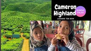 Pemandangan ladang teh boh pada tepi cafe teh kilang teh,taman agroteknologi mardi cameron highlands, ladang contoh strawberi, taman bunga. Ladang Teh Boh Sungai Palas Cameron Highland Youtube