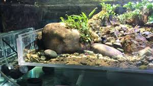 Stream Aquarium Version 2 Youtube In 2020 Aquarium Aquascape Streaming