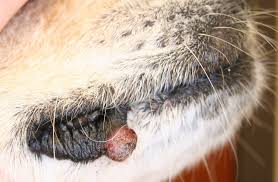Small lumps may not be as easily seen as larger lumps, especially if they are on a furry part of a dog. Ultimate Guide To Dog Skin Conditions Diseases Dogopedia