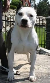 American Staffordshire Bull Terrier Black And White A White With Black American Staffordshire Terrier Is Standing On A Stone Wall To The Left Of It Is A Person Holding The Dog Terrier Dog Breeds Dog Breeds Dogs