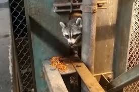 Raccoons Rack Up a Growing Number of Subway Delays