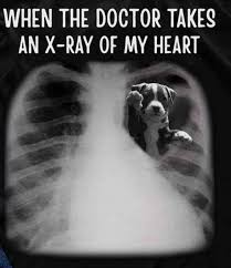 That S My Xray Dog Quotes Love Dog Quotes I Love Dogs