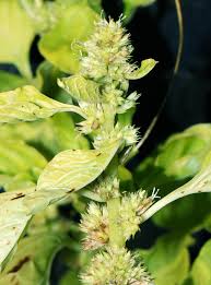 Image result for Amaranthus praetermissus