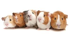 guinea pig | Diet, Life Span, & Facts | Britannica