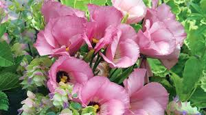 Image result for eustoma Balboa