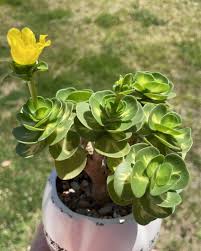 Image result for Portulaca kermesina