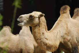 The question is a camel faster than a horse also depends on the distance of the race and terrain. How Fast Can Camels Run And How Long Can They Run For Zippy Facts