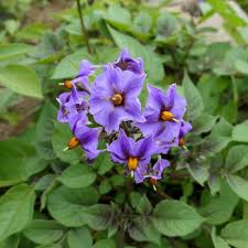 Image result for Solanum tuberosum