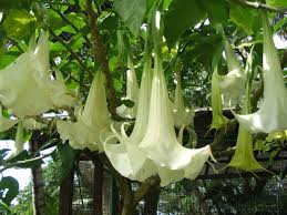 Wonderful plant for pots or in a rock garden. All Those Bell Shaped Flowers Dengarden