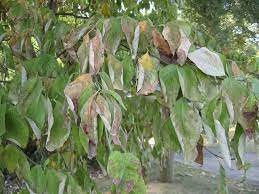 Read up on how to save a dying tree. Water Your Trees To Help Them Survive In Harmony