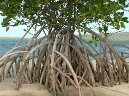Mangrove3 Jpg 1280 960 National Geographic Photography Mangrove Realistic Art