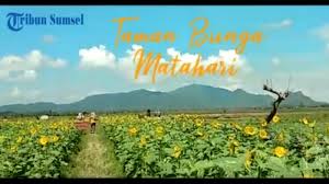 Meskipun bentuknya kecil dan agak susah untuk mengupasnya biji. Video Viral Di Sosmed Destinasi Wisata Alam Kebun Bunga Matahari Di Musi Rawas Cocok Berswafoto Tribun Sumsel