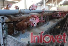 Itu berarti kan butuh waktu sekitar 20 minggu untuk bisa bertelur. Waspadai Gangguan Reproduksi Pada Ayam Majalah Infovet I Majalah Peternakan Dan Kesehatan Hewan