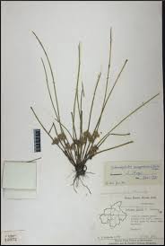 Image result for Schoenoplectiella senegalensis