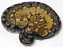 Check spelling or type a new query. Axanthic Vpi Balthozar Exotics Llc