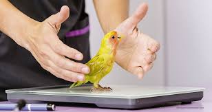 Fear free certification for students. Have No Fear Avian Certification Is Here Today S Veterinary Business