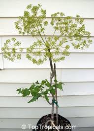 Image result for Steganotaenia