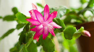 Allow christmas cactus moisture levels to drop and dry out some between watering intervals. How To Make Your Christmas Cactus Flourish Simplemost