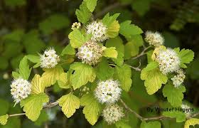 Image result for Pycreus capillifolius