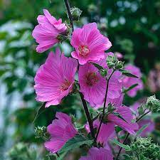 Lavatera Magenta Magic Tree Mallow Colorful Garden Plants Border Plants