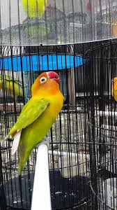 Burung lovebird yang hendak diikutkan dalam kontes perlu melakukan pemasteran agar suara yang dihasilkan lebih merdu, gacor, dan dapat ngekek panjang. Bentuk Paruh Lovebird Ngekek Panjang Terbukti Binatang Peliharaan