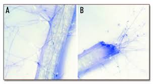 Plant cell under microscope labeled 40x. Visualization Under The Dissecting Microscope 40x Of Glomus Mosseae Download Scientific Diagram