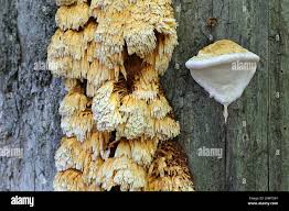 Image result for Pycnoporellus alboluteus