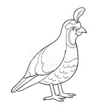 Whitepages is a residential phone book you can use to look up individuals. Vector Ilustracion De Coloring Book Quail Royalty Free