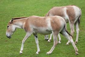 Elas são um dos motivos pelos quais utilizamos água oxigenada para limpar ferimentos. Classificacao Dos Seres Vivos Estudo Pratico