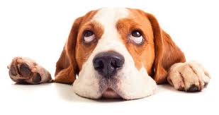 Puces Des Chiens 3 Astuces De Grands Meres Chien Beagle Toutous