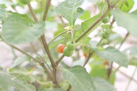 Image result for Solanum villosum