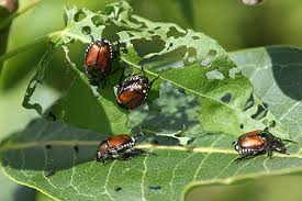 Japanese beetle traps only lure beetles that are already near the yard. The Myths And Facts About Japanese Beetle Traps