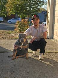 Search our free american bully dog classifieds ads by owner. Bay Area Kennels Xl American Bully Breeder California Bully Girl