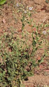 Image result for Pseudoconyza viscosa