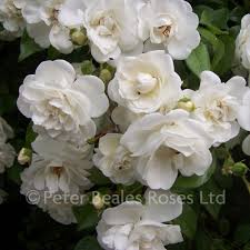 Jun 02, 2015 · question: Sanders White Weeping Standard Rose Peter Beales Roses The World Leaders In Shrub Climbing Rambling And Standard Classic Roses