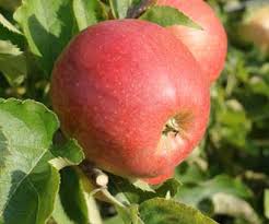 Jonagold is a high quality american apple, with a good balanced sweet/sharp flavor. Jonagold Apple Fruit Trees For Sale Order Online