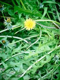 Defending The Dandelion It S Not Just Another Weed Garden Betty
