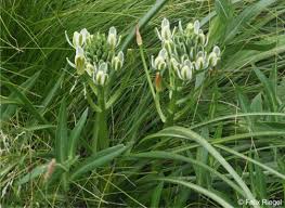Image result for Albuca nigritana