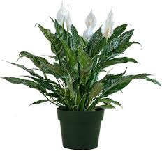 May 09, 2018 · in fact, one of the most common ways for a peace lily to die is because of over watering. Amazon Com American Plant Exchange Variegated Spathiphyllum Domino Peace Lily Live Plant 6 Pot Top Indoor Air Purifier Garden Outdoor