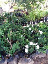 Image result for Cordia torrei