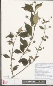 Image result for Sabicea