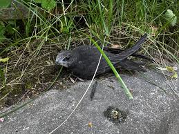 Результат пошуку зображень за запитом "стриж"